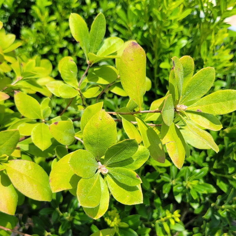 A close-up photo of the light green, lightly hairy foliage of Rhododendron atlanticum (Coastal Azalea)