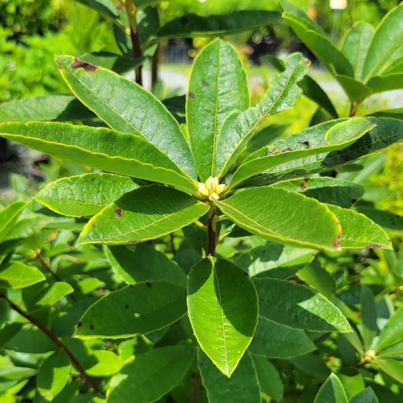A close-up photo of the dark green, glossy summer foliage of Rhododendron canescens (Mountain Azalea)