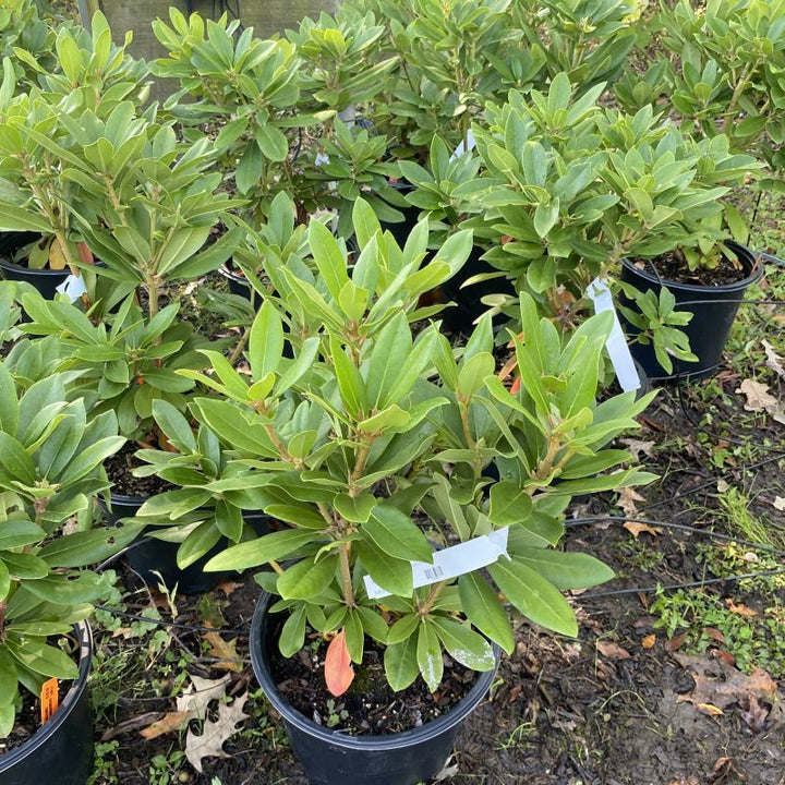 Rhododendron catawbiense 'Boursault' (Catawba Rhododendron)