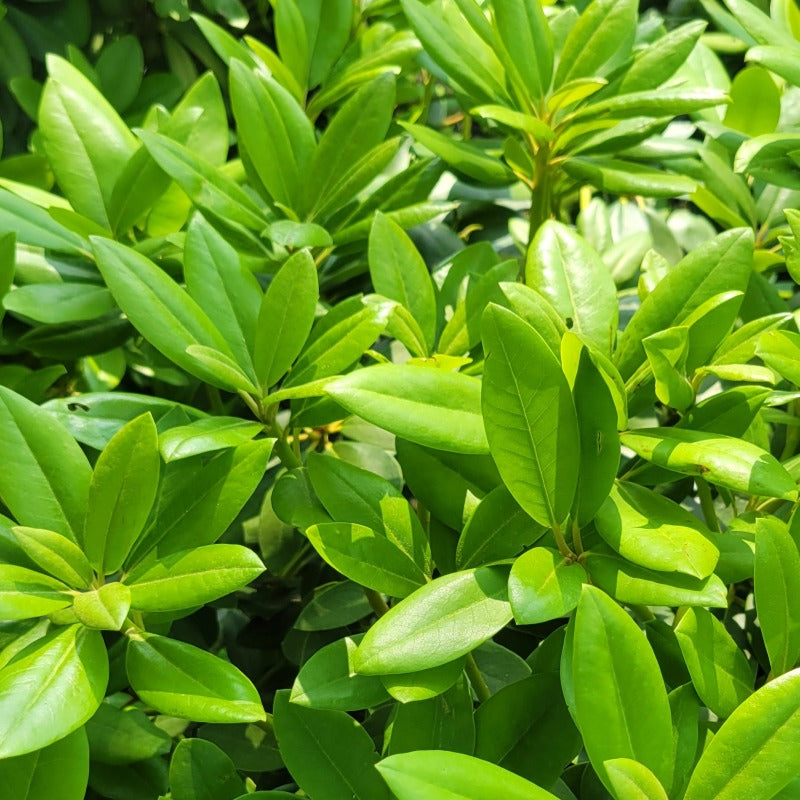 A close-up photo of the large, glossy green leaves of Rhododendron catawbiense 'Boursault' mountain rosebay