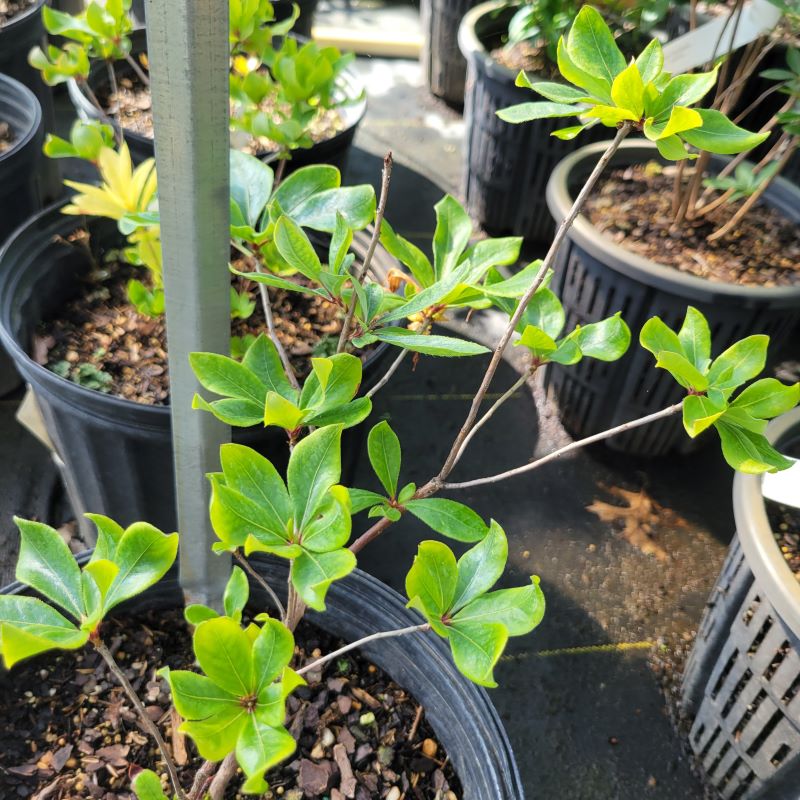 Small rounded leaves and branching sturcture of Rhododendron arborescens (Sweet Azalea)