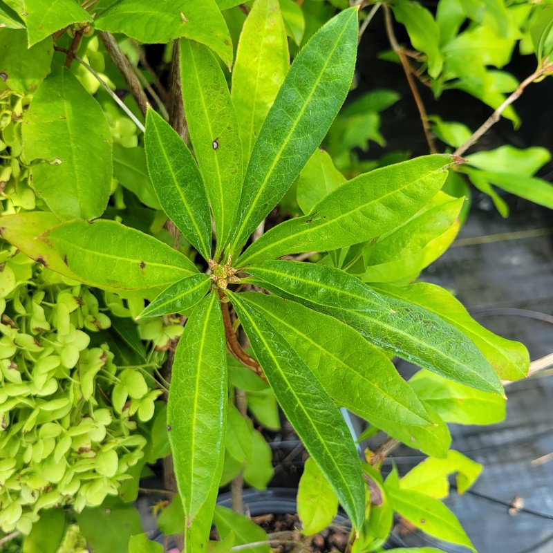 A close-up photo of the dark green, glossy foliage of Rhododendron arborescens (Sweet Azalea)