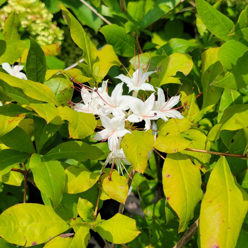 A close-up photo of the showy white, fragrant blooms of Rhododendron atlantica (Coastal Azalea) in mid-summer