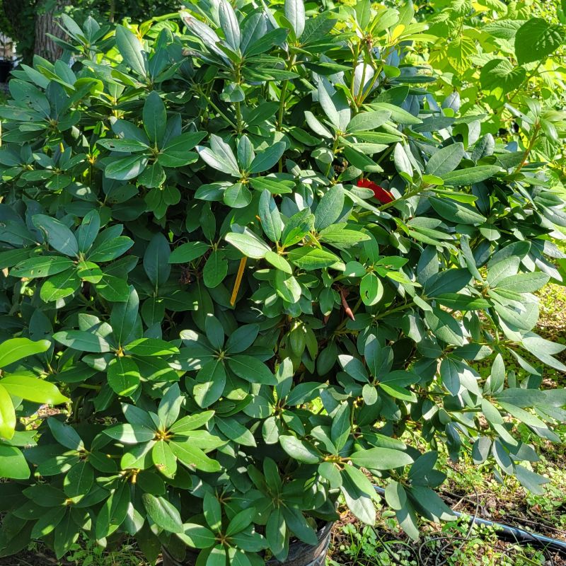 A photo of the dense, dark green foliage and rounded structure of Rhododendron catawbiense 'Boursault' Catawba rhododendron