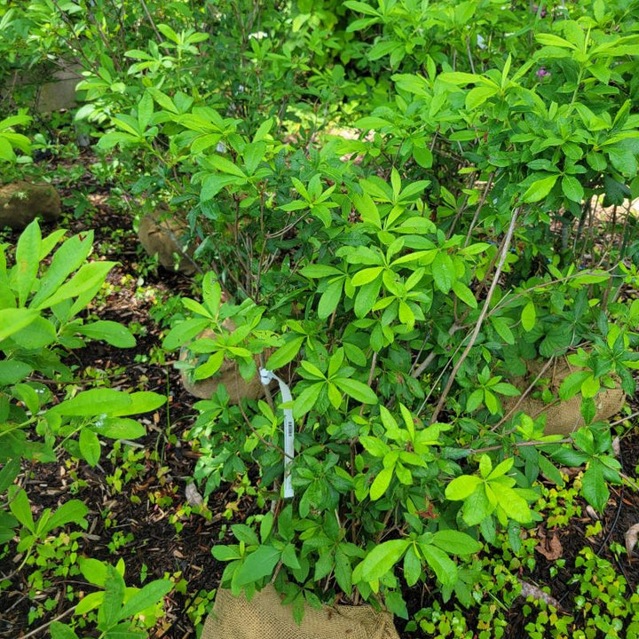 A B&B Rhododendron periclymenoides (Pinxterbloom Azalea) with wide, green leaves