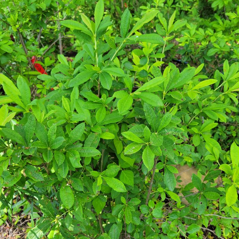 Close-up of the ovular leaves of Rhododendron periclymenoides (Pinxterbloom Azalea)