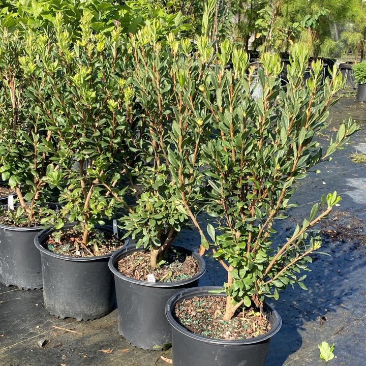 Rhododendron viscosum (Swamp Azalea)
