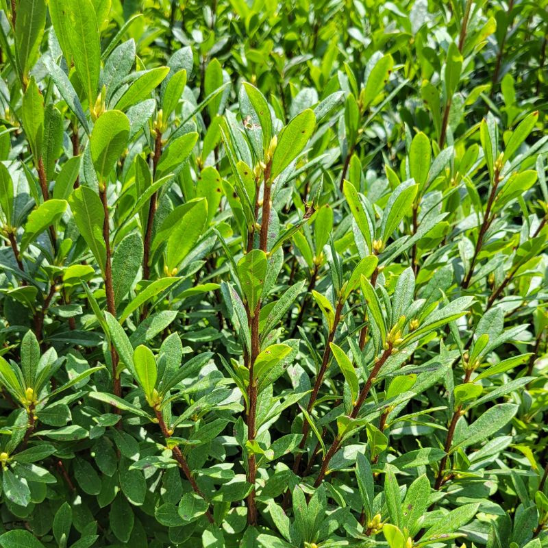 A photo of the small, dense, dark green leaves of Rhododendron viscosum (swamp azalea)