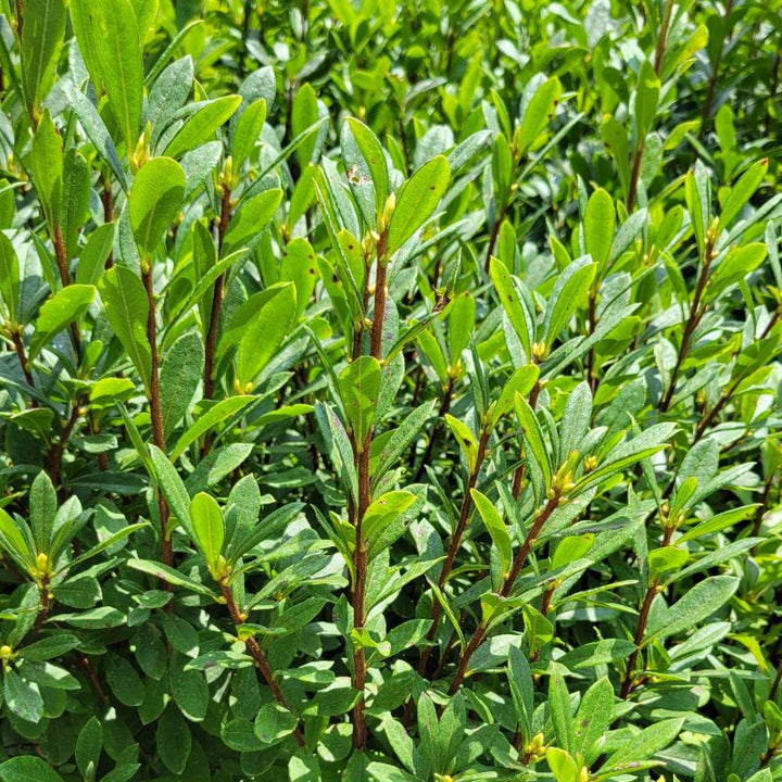 A photo of the small, dense, dark green leaves of Rhododendron viscosum (swamp azalea)