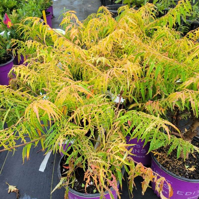 Attractive fall colors and structure of Rhus typhina 'Bailtiger' Tiger Eyes® (Cutleaf Staghorn Sumac) in a 3-gallon container