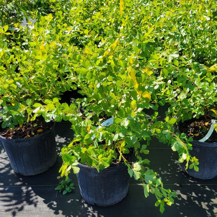 Rhus aromatica 'Gro-Low' (Fragrant Sumac)