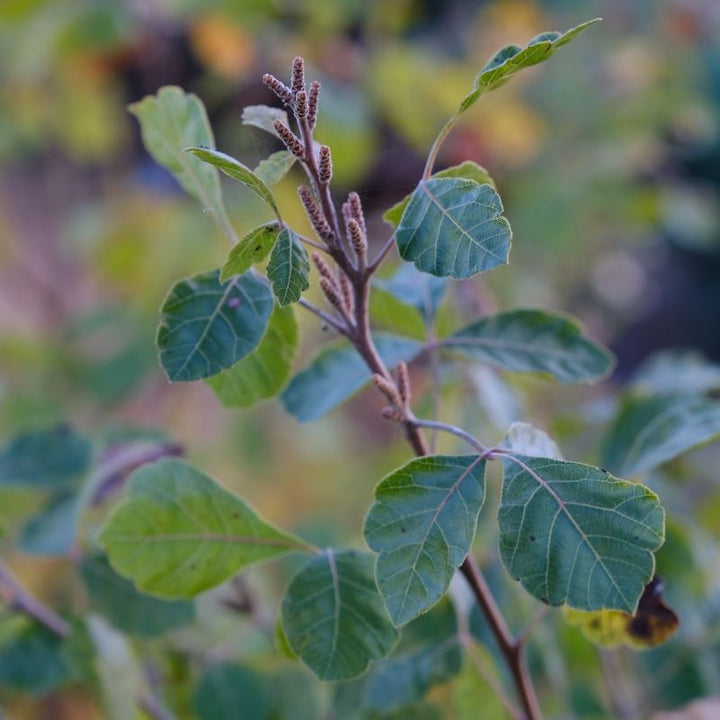 Rhus aromatica 'Gro-Low' (Fragrant Sumac) with green foliage and male catkins.