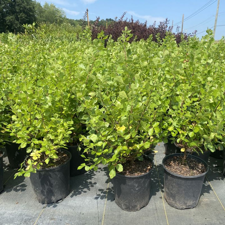 Green summer foliage of Rhus aromatica 'Gro-low'