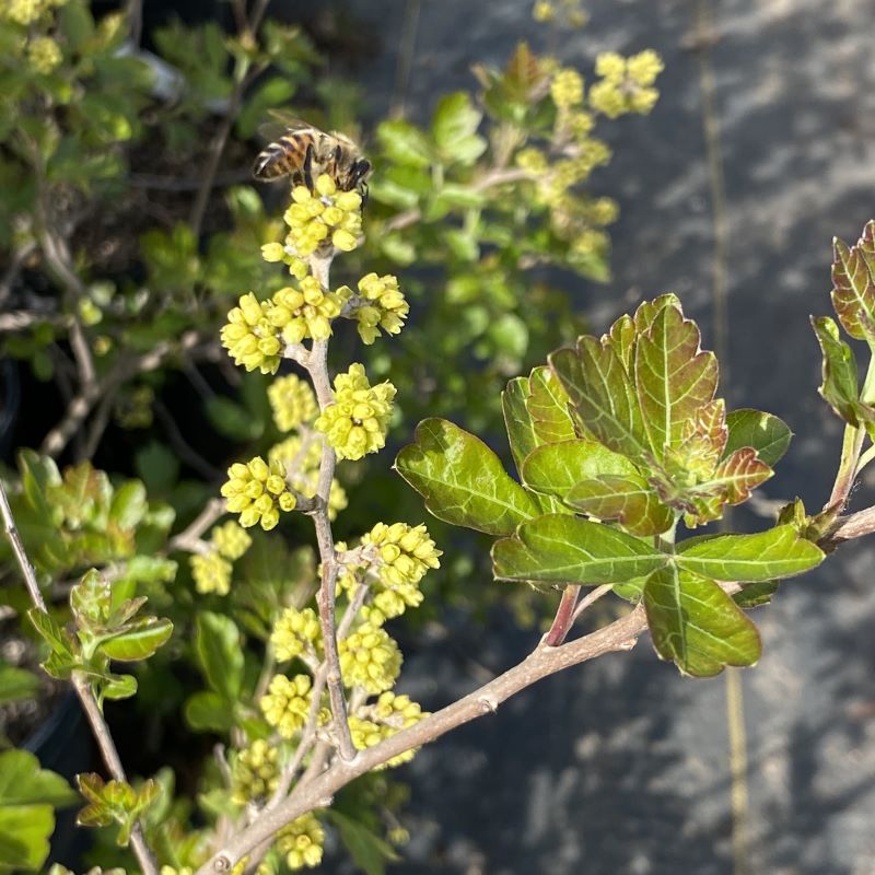 Honey bee on yellow flowers of Rhus aromatica 'Gro-low'