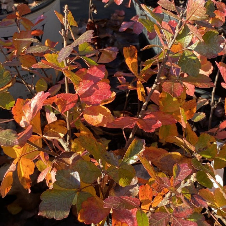 Red fall foliage of Rhus aromatica 'Gro-Low' (Fragrant Sumac).