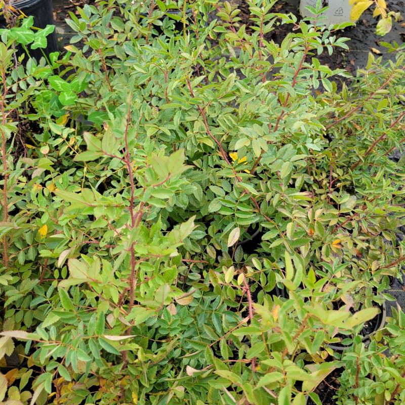 Photo of the structure and thorn-covered branches of Rosa carolina (Carolina Rose)