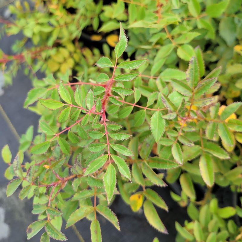 Close-up photo of the foliage of Rosa carolina (Carolina Rose)