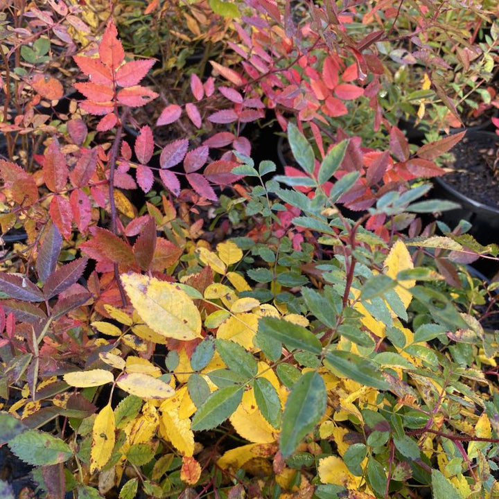 Red, orange and yellow fall foliage of Rosa carolina.