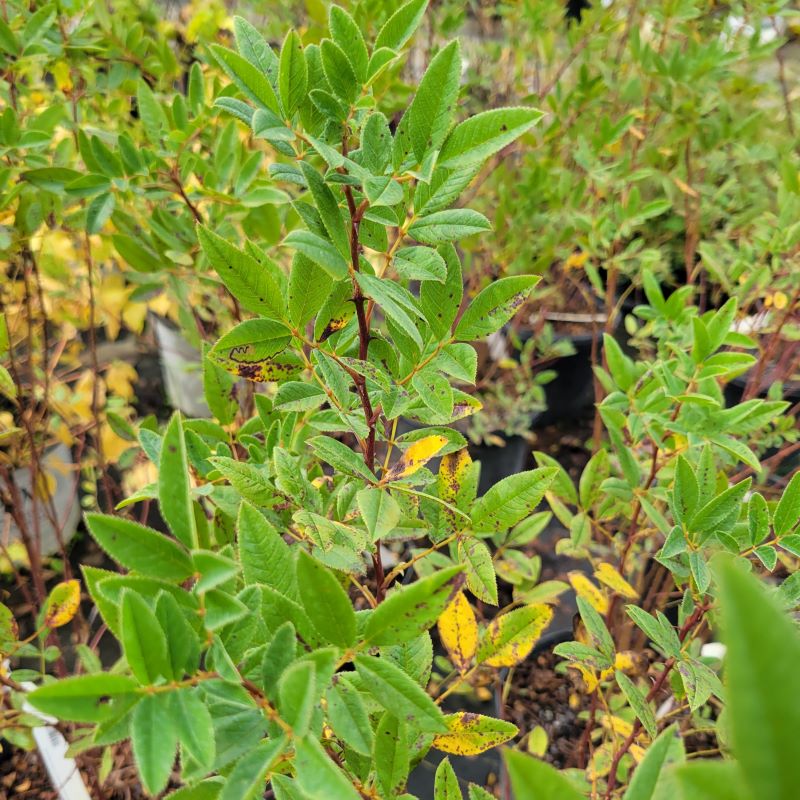 Close-up of the attractive green leaves and spiny thorns of Rosa palustris (Swamp Rose)