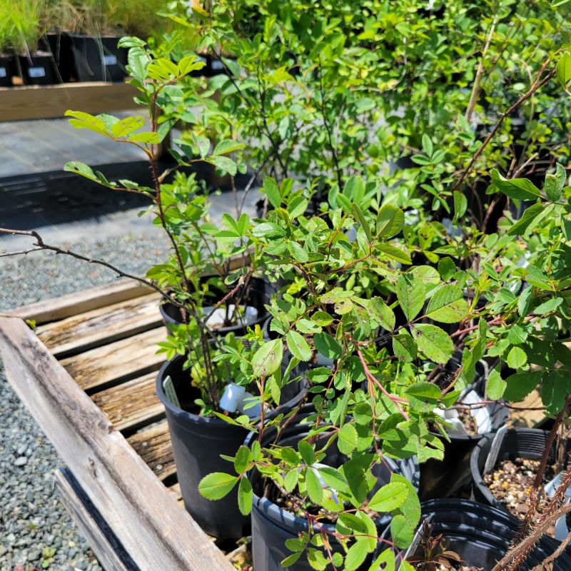 Thorny, multi-stemmed growth of Rosa carolina (Carolina Rose) grown in 1-gallon containers.