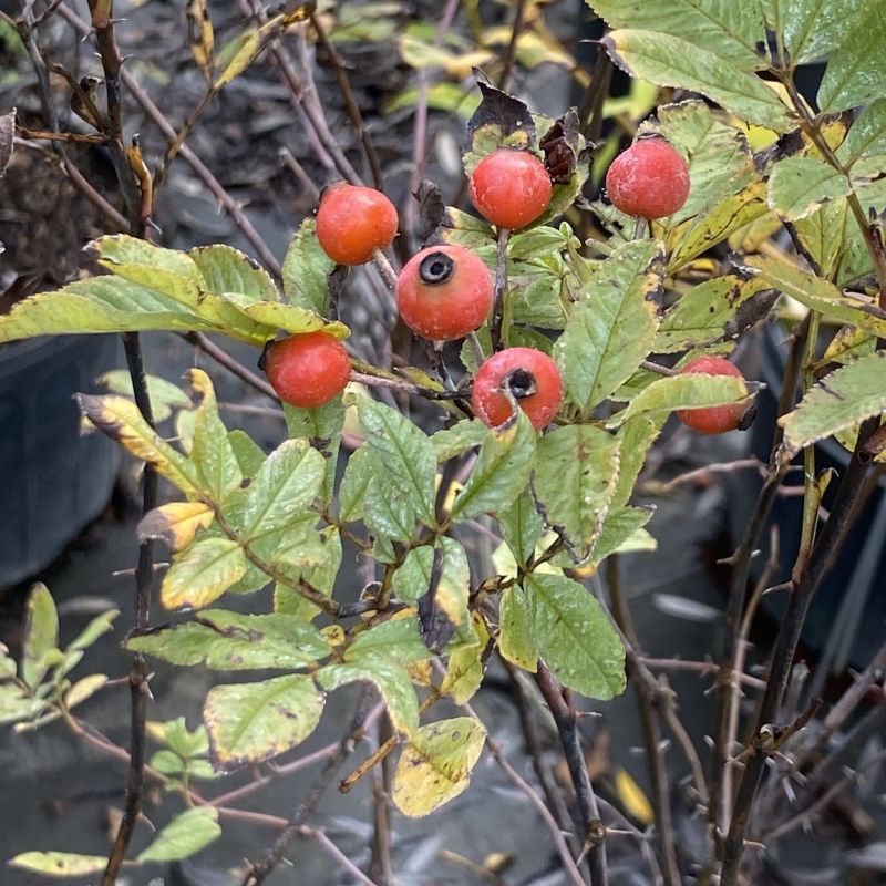 dark orange rose hips of Rosa palustris (Swamp Rose) 