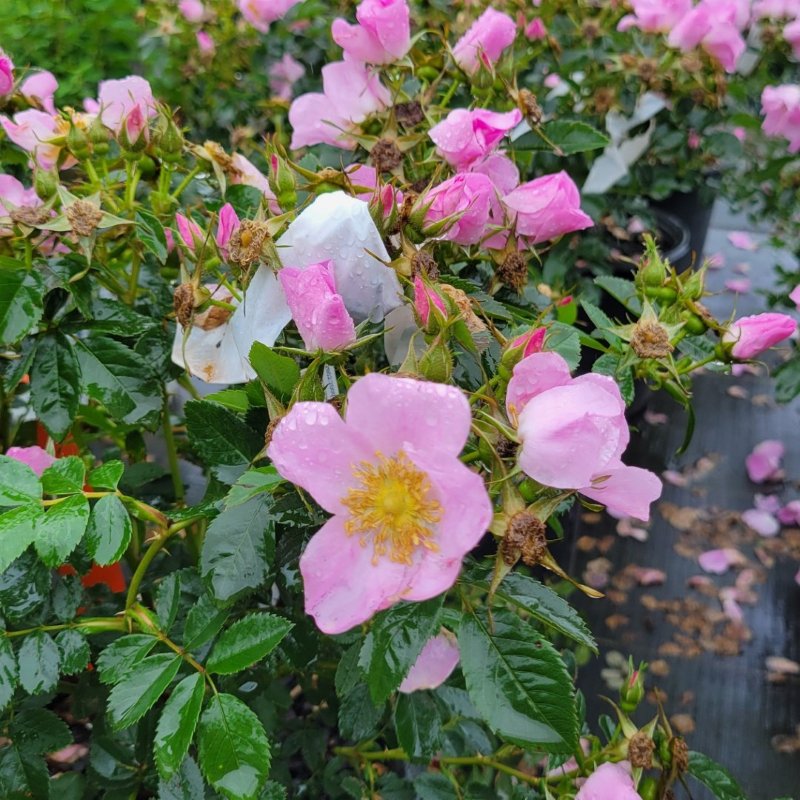 A photo of the raindrop-covered green leaves and pink/yellow flowers of Rosa virginiana (Virginia Rose)