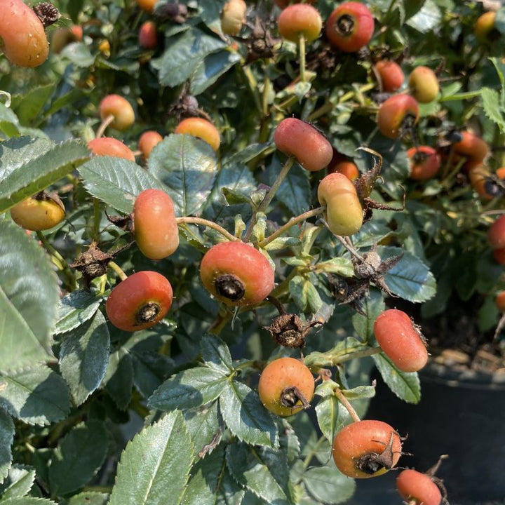 Rose hips on Rosa virginiana