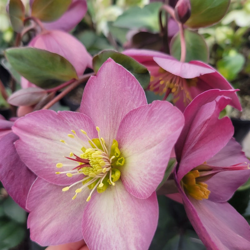 Variety of antique rose hues found on Helleborus HGC® Ice N' Roses® Rose blooms.