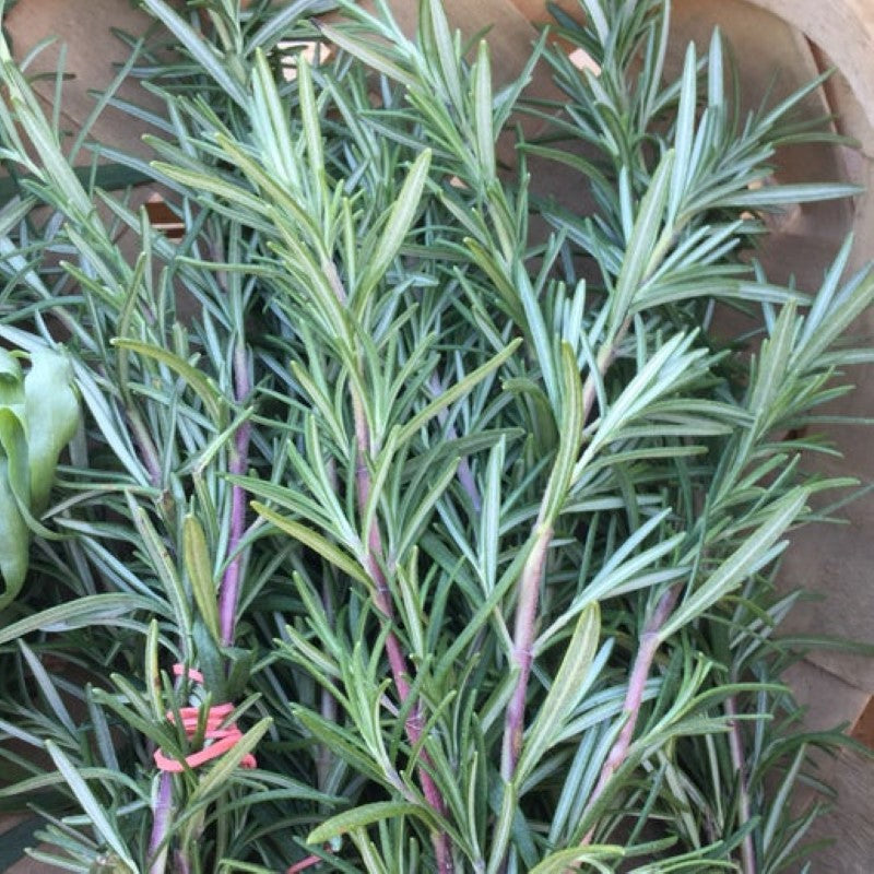 Harvested blue-green sprigs of Arp rosemary, ready for cooking.