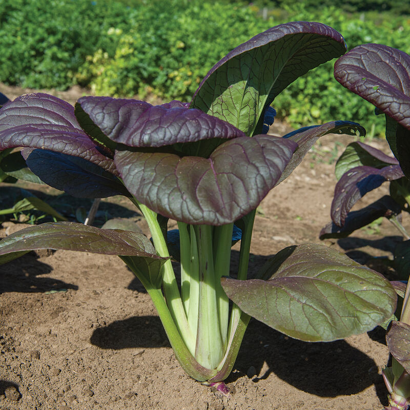 A photo of a field-grown head of Rosie bok choy with purple and red accents.