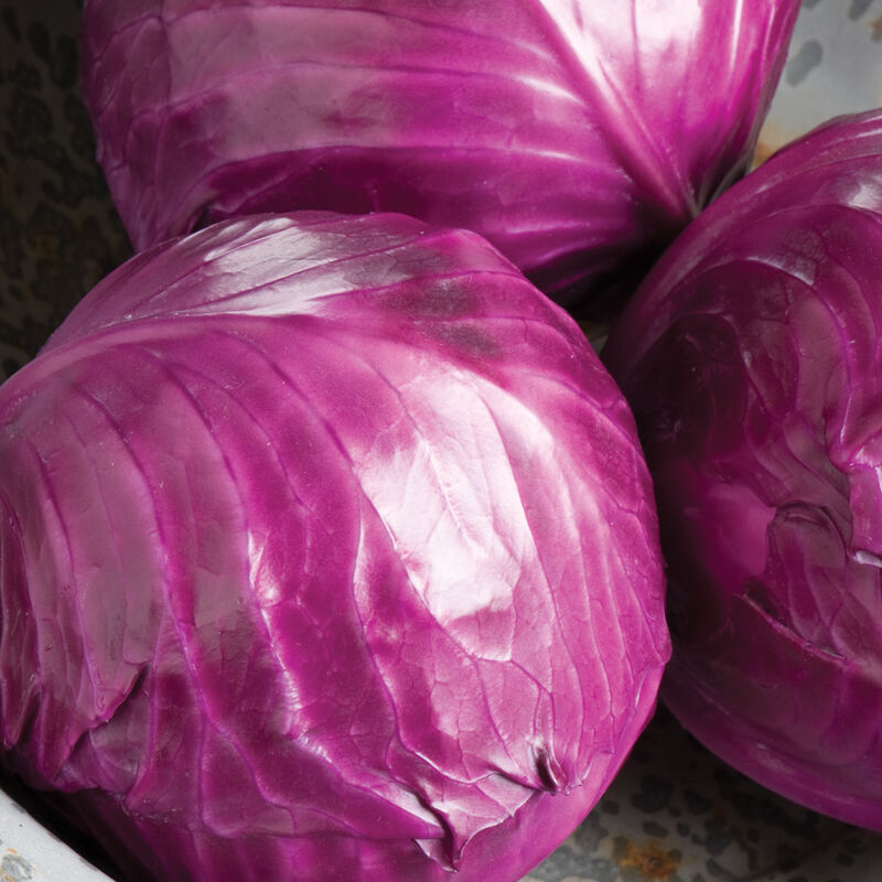 Three heads of glossy, bright purple Ruby Perfection cabbage.