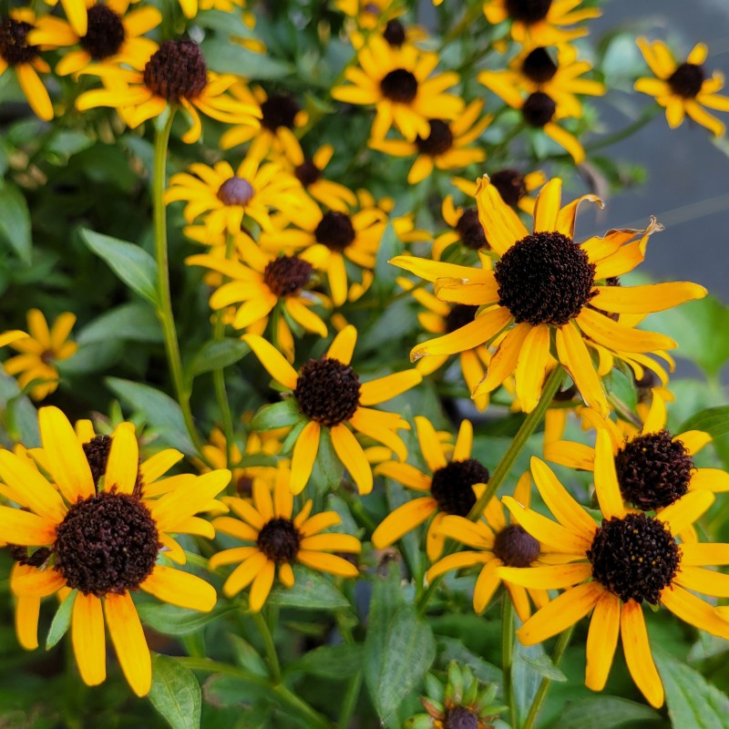 A dense crop of small, golden flowers growing on Rudbeckia fulgida 'Little Goldstar'