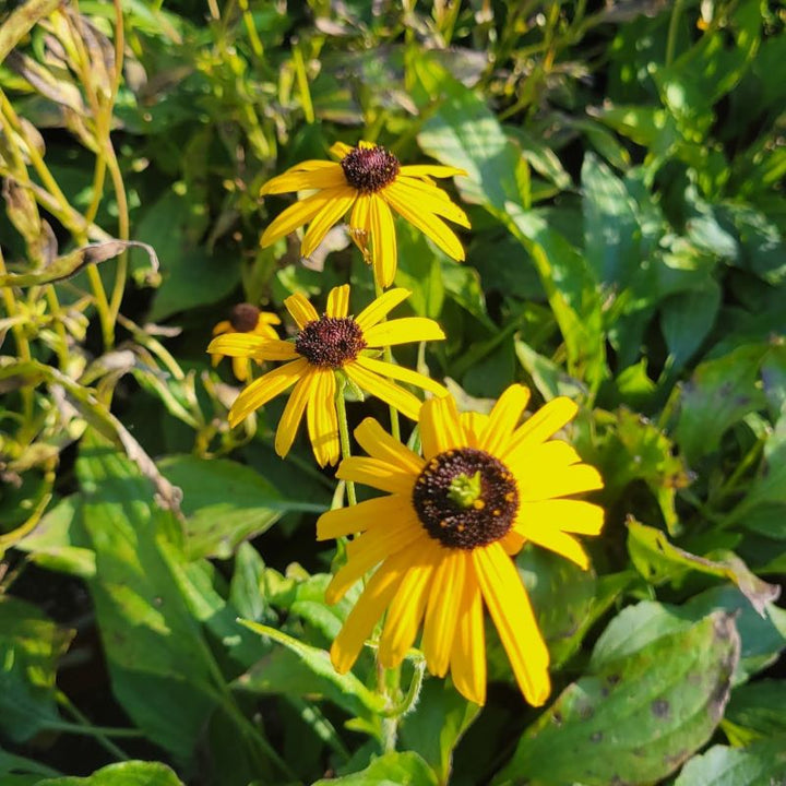 A close-up photo of the golden yellow + chocolate brown flowers of Rudbeckia fulgida 'Viette's Little Suzy' black-eyed susan