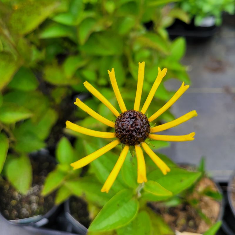 A close-up photo of the yellow and chocolate flowers of Rudbeckia subtomentosa 'Henry Eilers' (Sweet Coneflower), showcasing its tubular petals