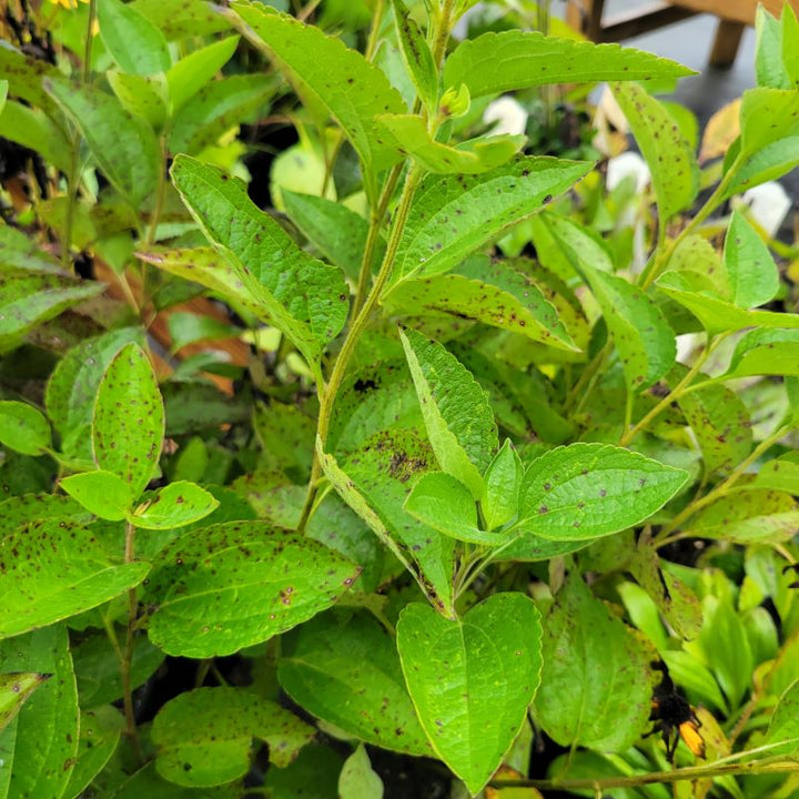 A photo of the green, coarse foliage of Rudbeckia subtomentosa 'Henry Eilers' (Sweet Coneflower)