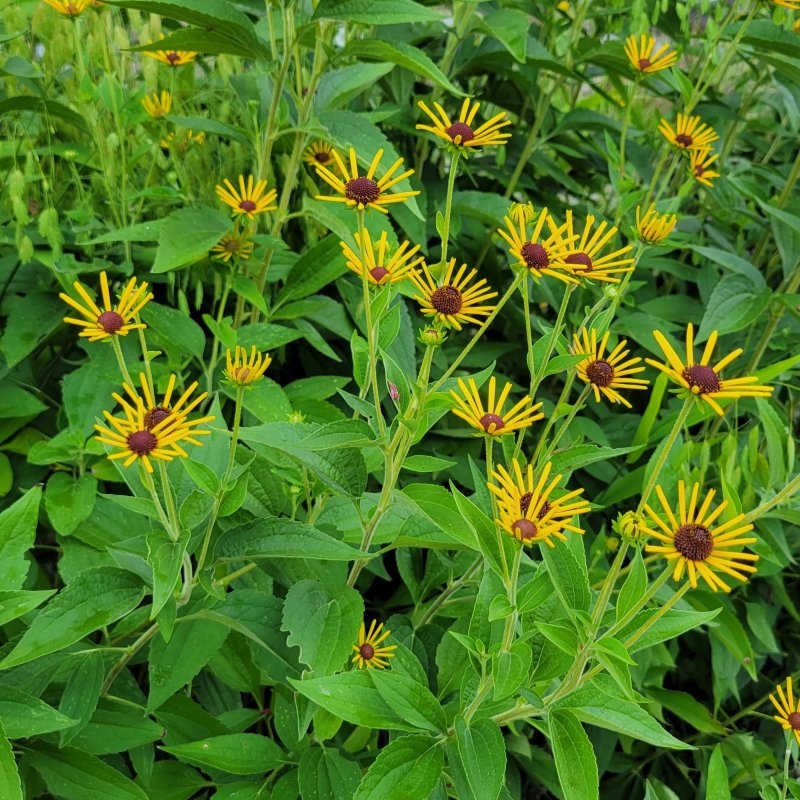A photo of golden 'Henry Eilers' black-eyed Susan flowers atop vibrant green foliage