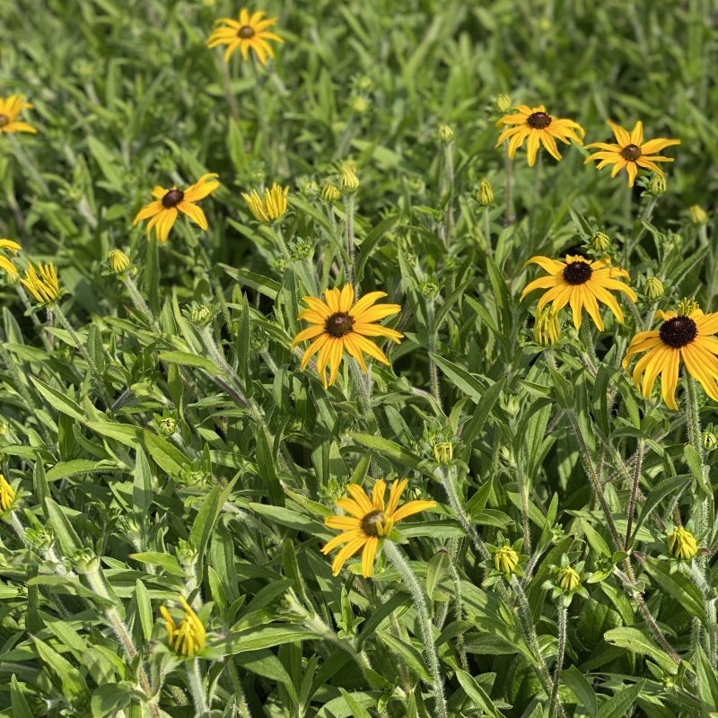 Rudbeckia fulgida 'American Gold Rush' black-eyed Susans blooming with yellow and brown flowers.