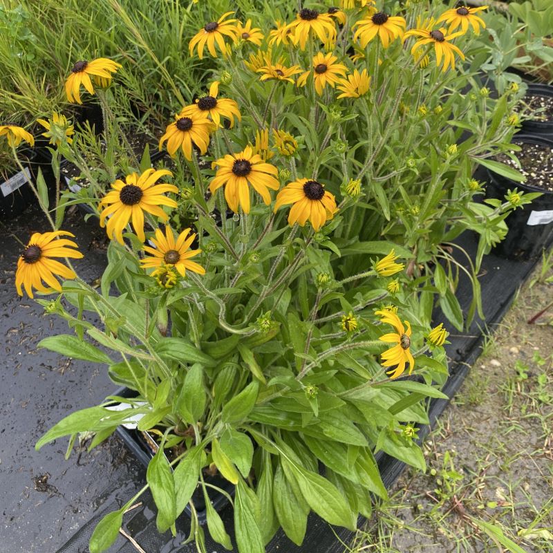 Flowering Rudbeckia fulgida 'American Gold Rush' black-eyed Susans with yellow and brown flowers in quart size pots.