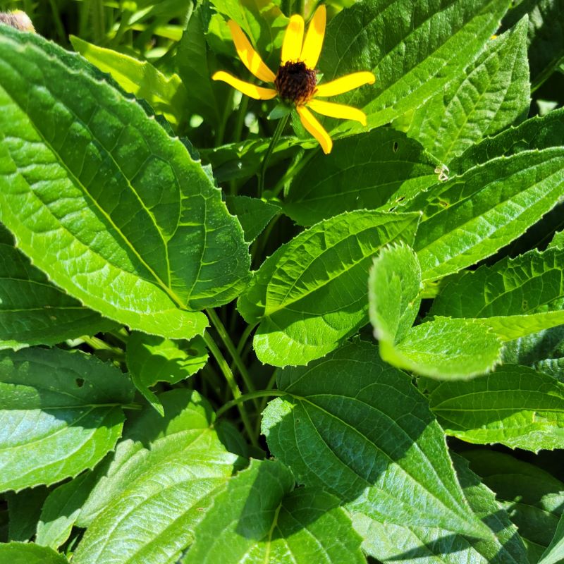 Wide, deeply-veined foliage and small golden flower on Rudbeckia fulgida 'Little Goldstar' (Black-Eyed Susan)