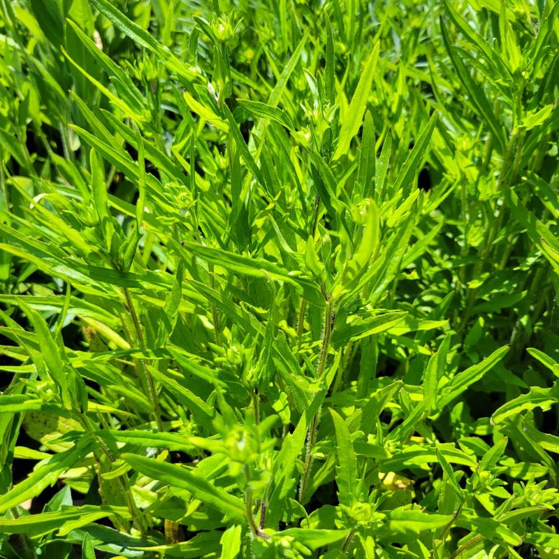 Bright green foliage of Rudbeckia fulgida 'Viette's Little Suzy' (Black-Eyed Susan) with developing flower buds.