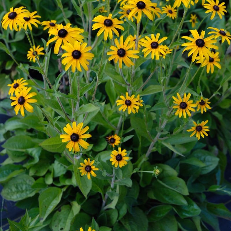 Rudbeckia fulgida var. deamii (Black Eyed Susan) grown in 1-gallon pots, flowering with yellow and brown blooms.