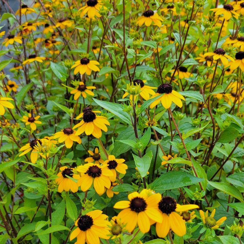A photo of golden brown-eyed Susan blooms on a background of vibrant green foliage and developing flower buds