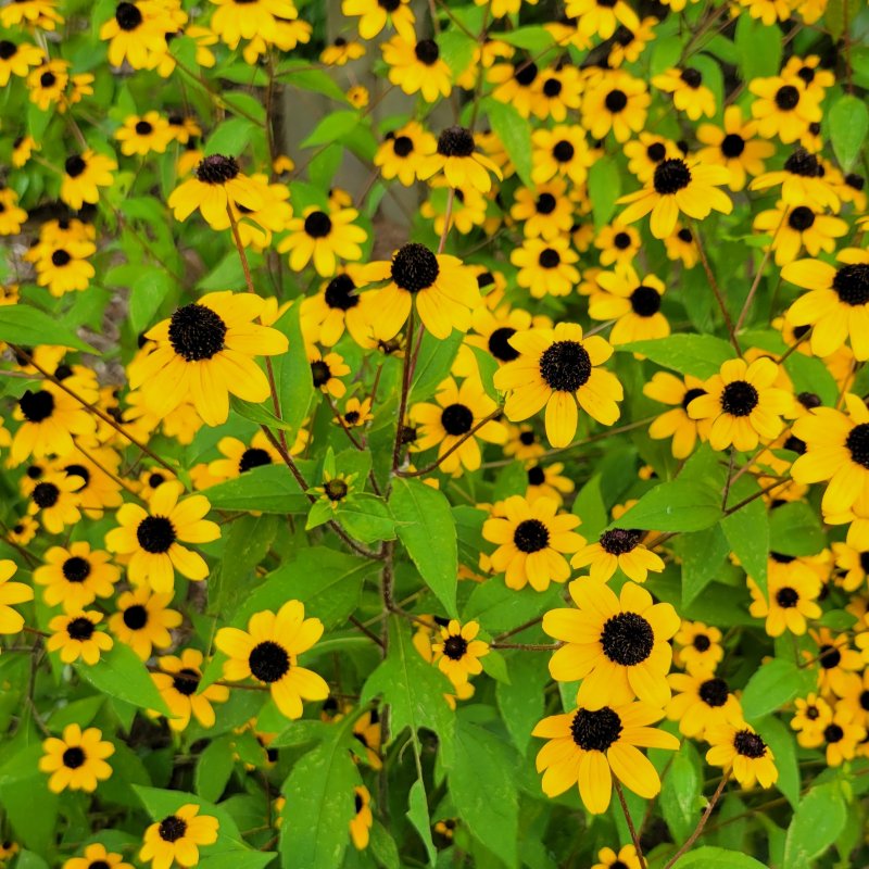 A photo of the large, profuse golden flowers of Rudbeckia triloba 'Black Jack Gold' (Brown-Eyed Susan