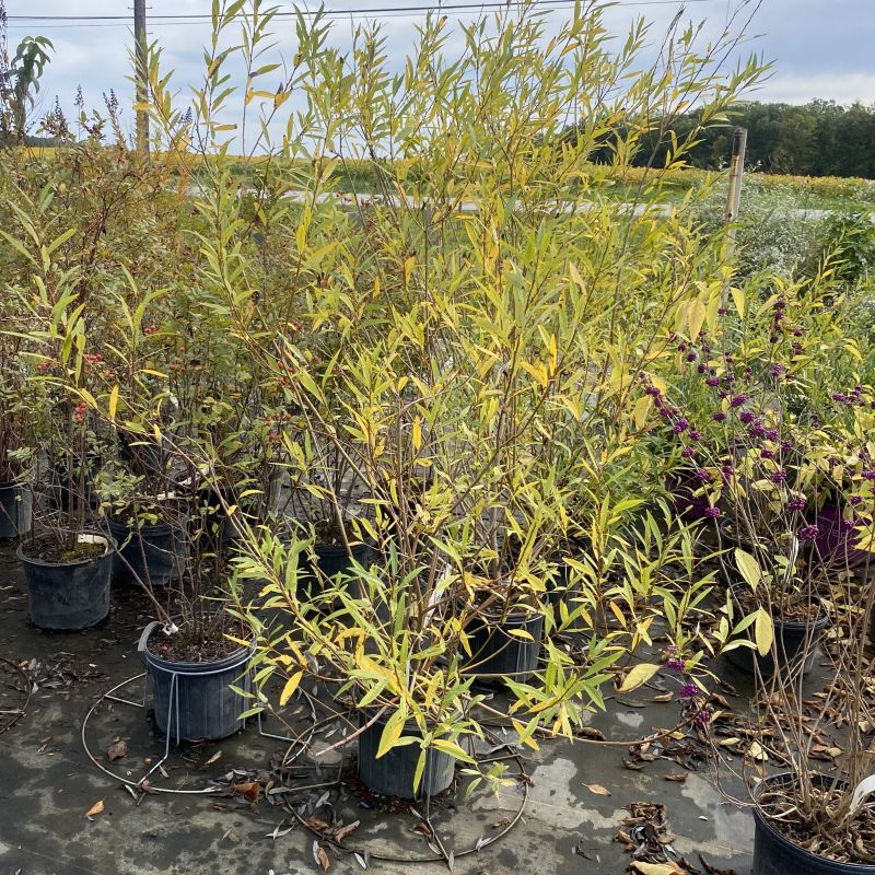 Yellow fall foliage of Salix sericea (Silky Willow)