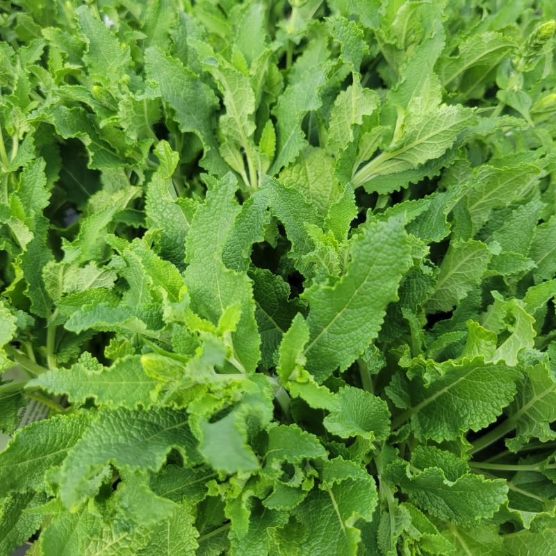 Close-up of the finely textured green foliage of Salvia nemorosa 'Snow Hill' (Meadow Sage)