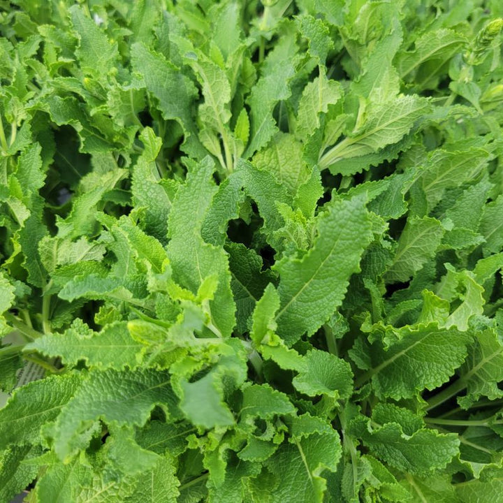 Close-up of the finely textured green foliage of Salvia nemorosa 'Snow Hill' (Meadow Sage)