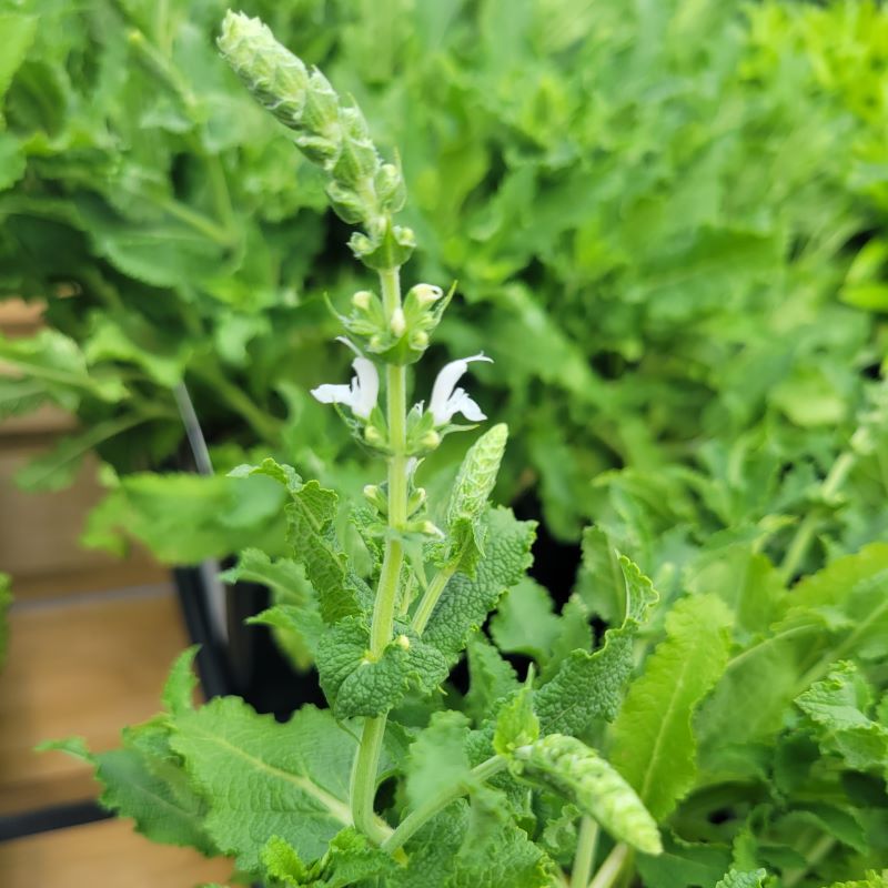 Close-up of a white flower spike on Salvia nemorosa 'Snow Hill' (Meadow Sage)