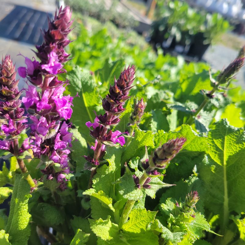 Foliage and pink blooming flowers of Salvia nemorosa 'Rose Marvel'