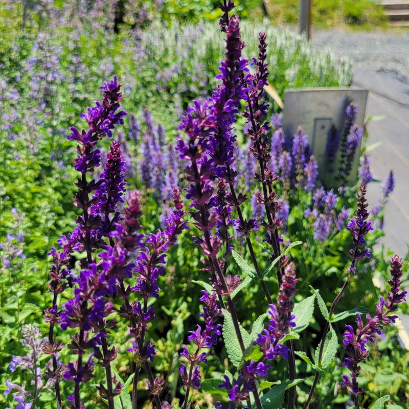 A close-up photo of the vivid, dark purple blooms of Salvia nemorosa 'Caradonna' (Meadow Sage)