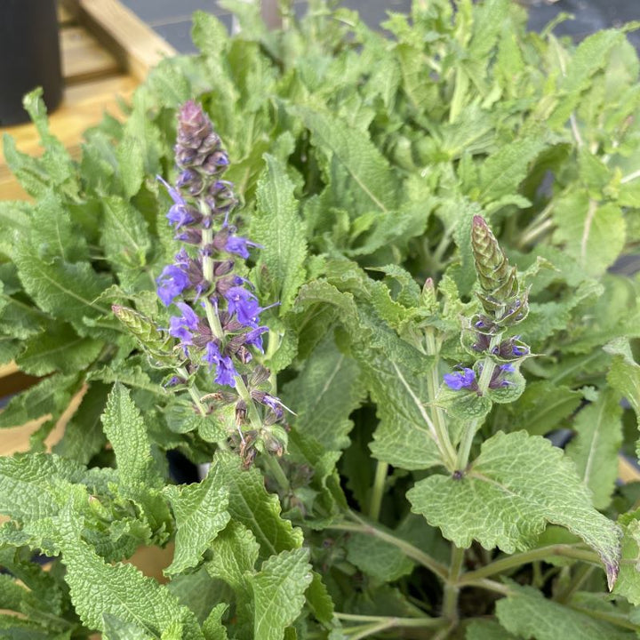 Salvia nemorosa 'Blue Hill' (Meadow Sage) Unity Grown